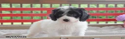 Cockapoo dogs for sale: Quentin - Ad 2