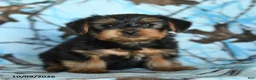 Yorkshire Terrier dogs for sale: Gus - Ad 5