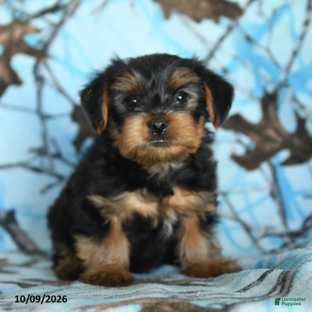 Yorkshire Terrier dogs for sale: Gus - Ad 5