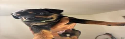 Rottweiler dogs for sale: Rottweiler 1 - Ad 3