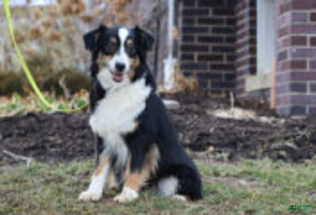 Miniature Australian Shepherd dogs for sale: Miniature Australian Shepherd Puppy 2 - Ad 11