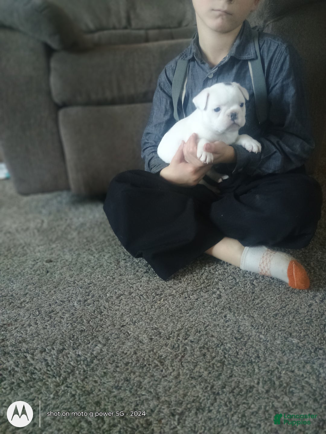 French Bulldog dogs for sale: Faith  - Ad 5