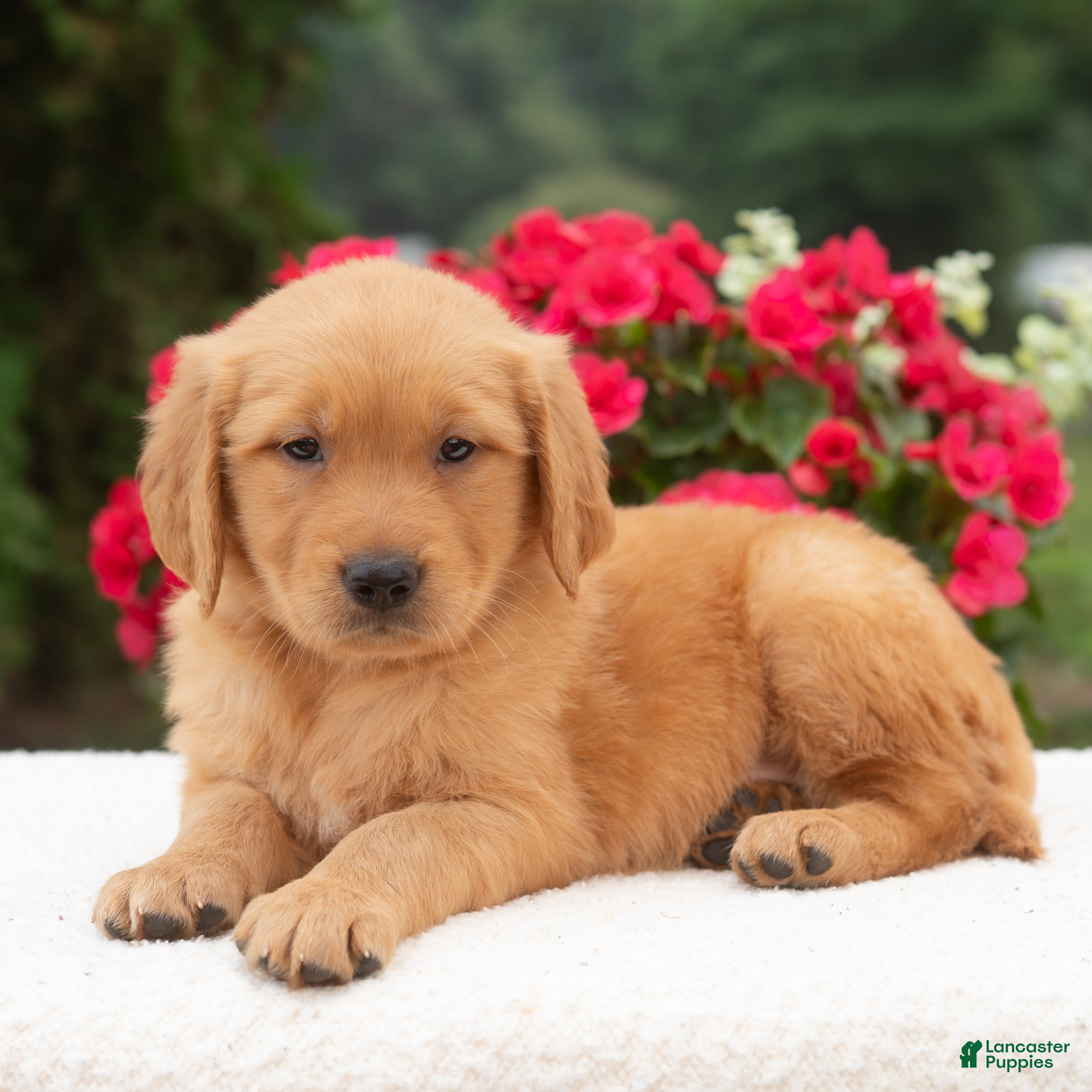 Golden Retriever dogs Kasie  - Ad 2