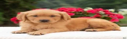 Golden Retriever dogs for sale: Kasie  - Ad 2