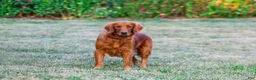 Golden Retriever dogs for sale: King - Ad 13