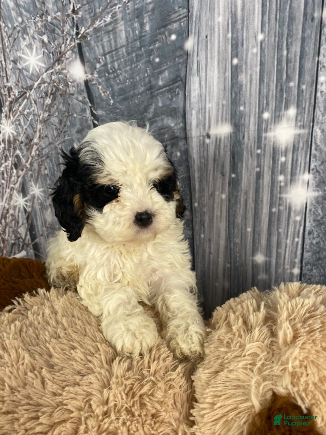 Cavapoo dogs for sale: Jovan - Ad 8