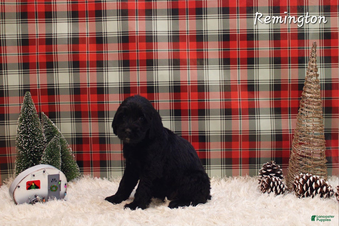 Mixed Breed dogs for sale: Remington  - Ad 1