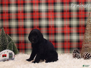 Mixed Breed dogs Remington - Ad 31