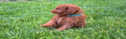 Miniature Poodle dogs for sale: Dakota 💕🐶 - Ad 12