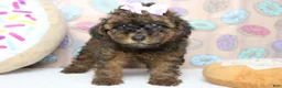 Cavapoo dogs for sale: Ella - Ad 7