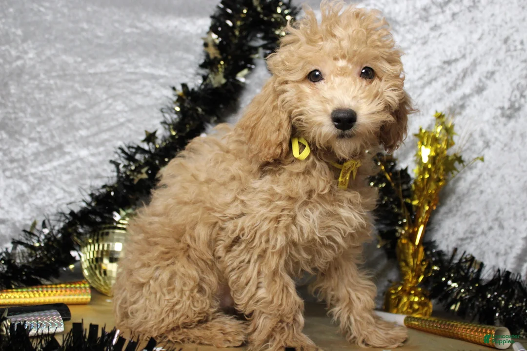 Toy Poodle dogs for sale: Buckeye - Ad 10