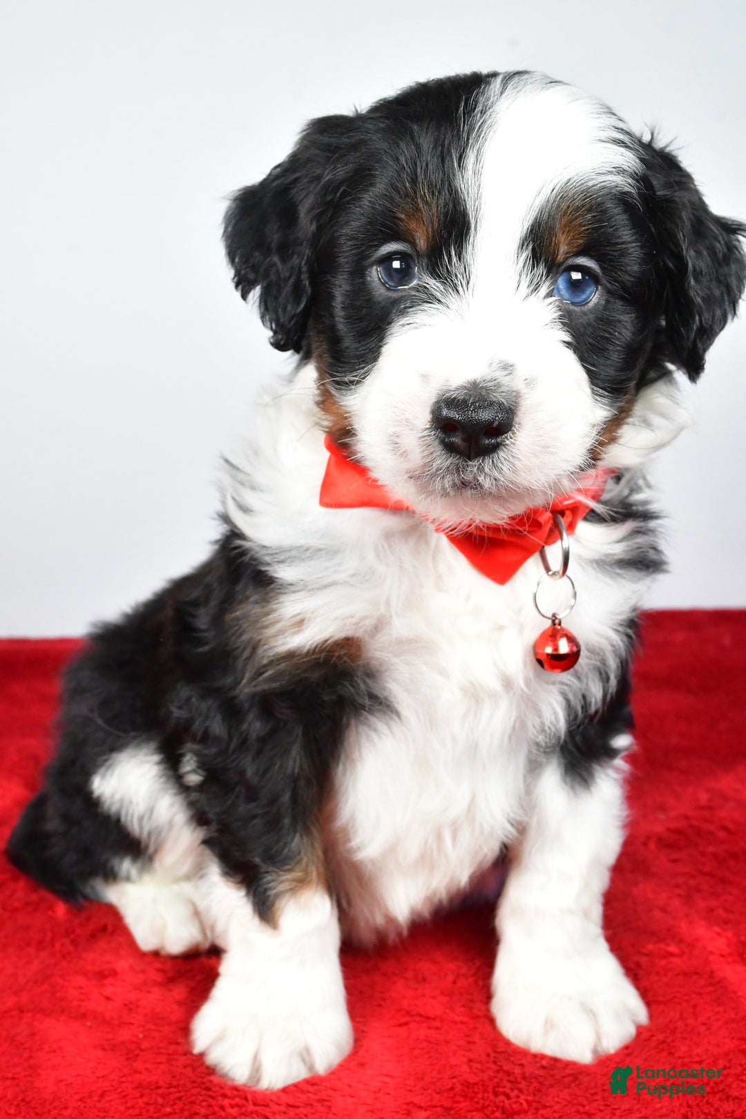 Mini Aussiedoodle dogs for sale: Shadow - Ad 5