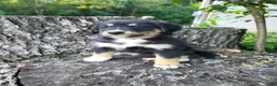 Mixed Breed dogs for sale: Sadie - Ad 4