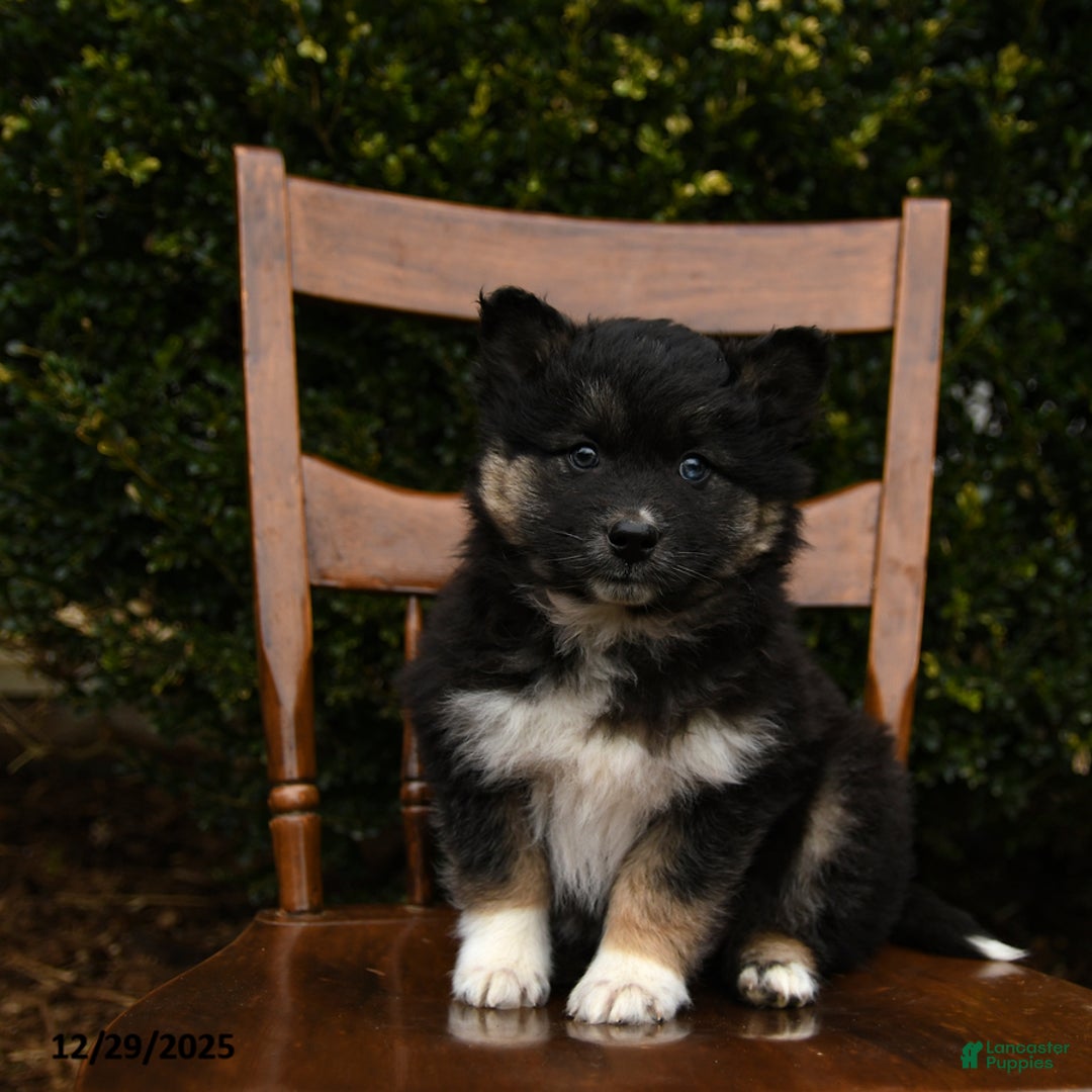 Mixed Breed dogs for sale: Oaks - Ad 2