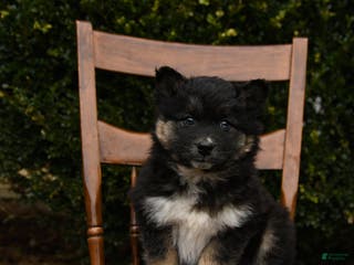 Mixed Breed dogs Oaks - Ad 40