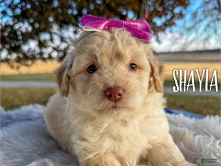 Mini Aussiedoodle dogs - Ad 3