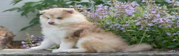 Pomsky dogs for sale: Maple - Ad 2