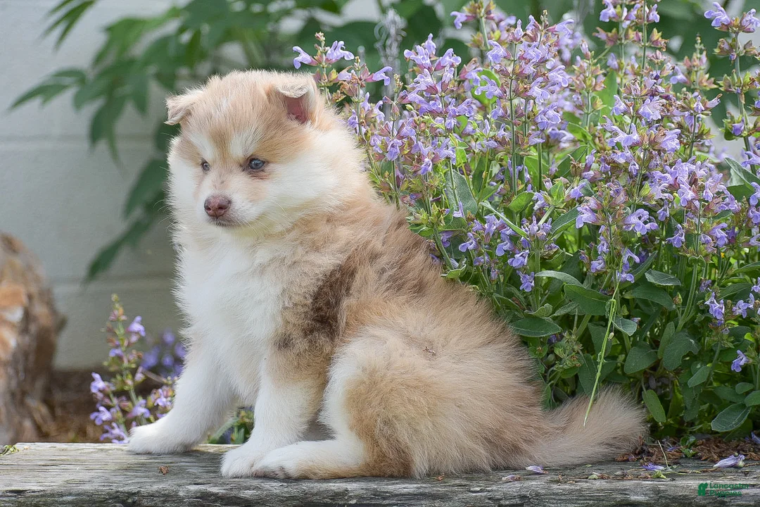 Pomsky dogs for sale: Maple - Ad 2