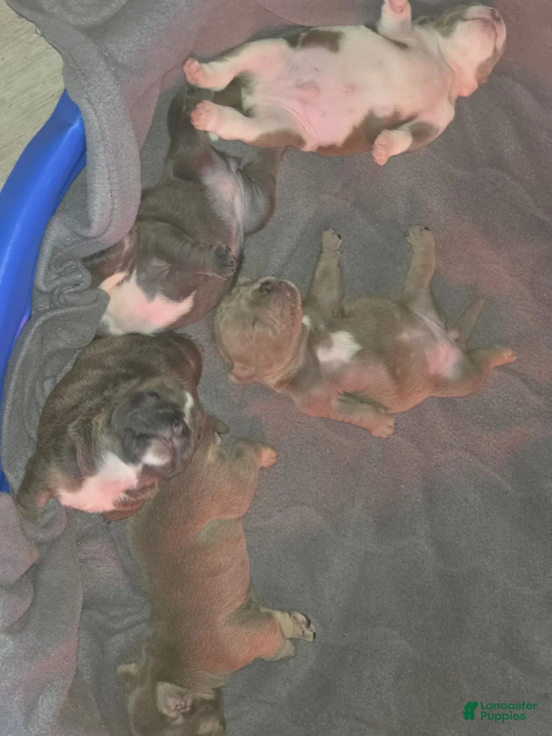 American Bully dogs for sale: American Bully 2 - Ad 2