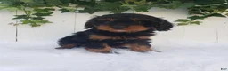 Cavapoo dogs for sale: Lily  - Ad 4