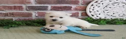 West Highland Terrier dogs for sale: Wallace - Ad 5