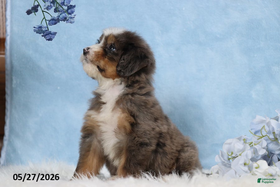 Mini Bernedoodle dogs Darcy - Ad 2