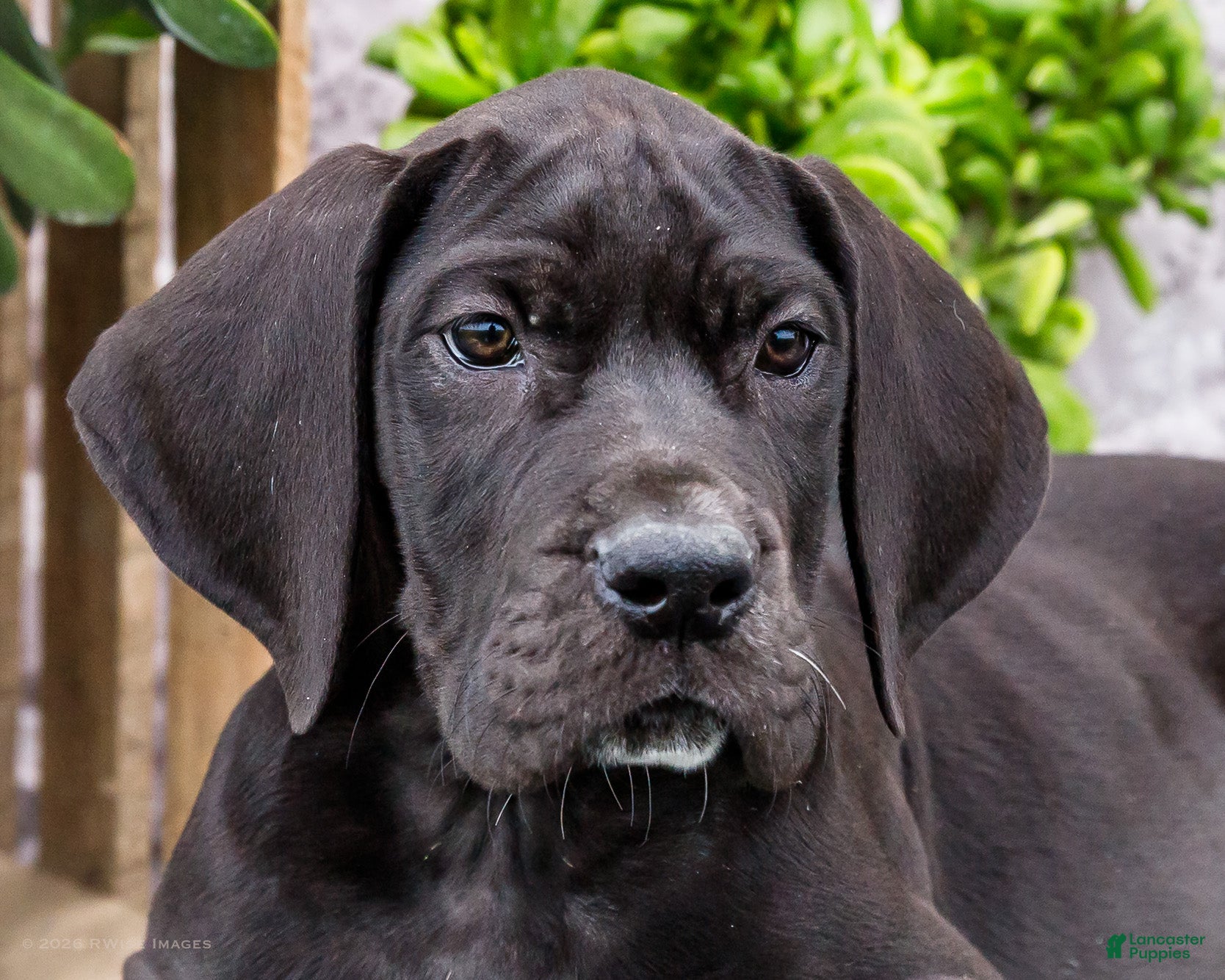 Great Dane dogs Zayne - Ad 2