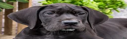 Great Dane dogs for sale: Zayne - Ad 2