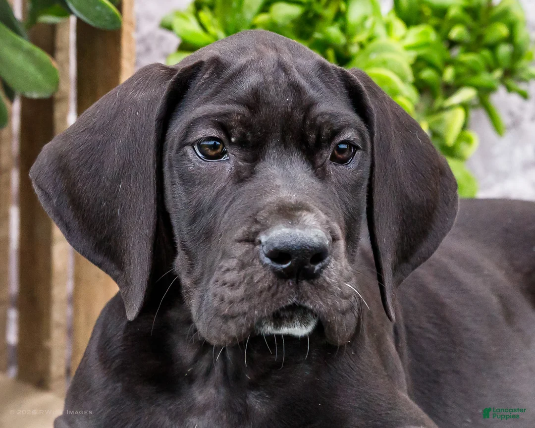 Great Dane dogs for sale: Zayne - Ad 2