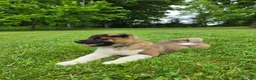 Akita dogs for sale: Thor  - Ad 4