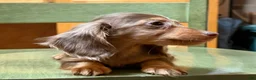 Miniature Dachshund dogs for sale: AKC Russian pra clear - Ad 100
