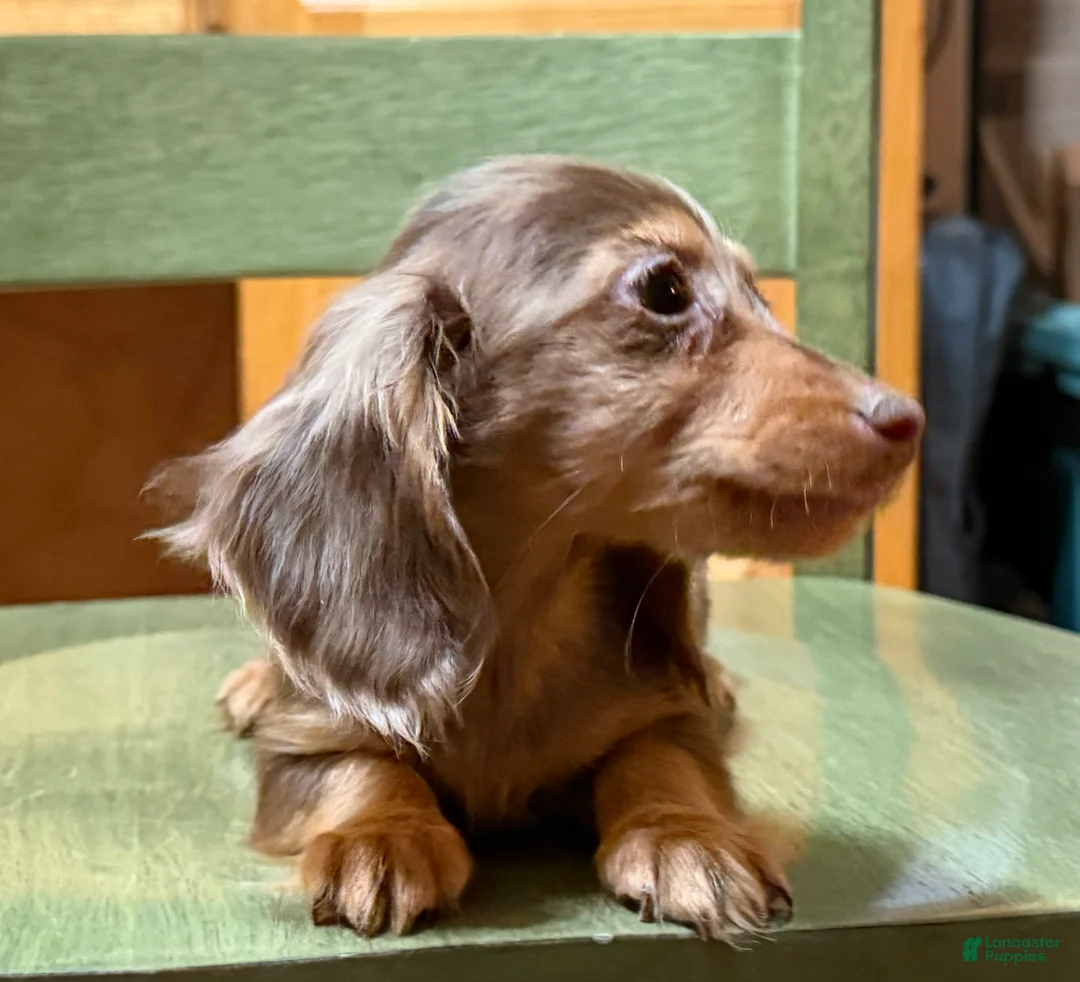 Miniature Dachshund dogs for sale: AKC Russian pra clear - Ad 100