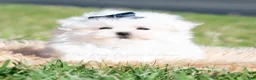 Maltese dogs for sale: Avalanche - Ad 3