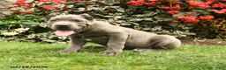 Cane Corso dogs for sale: Lucy  - Ad 5
