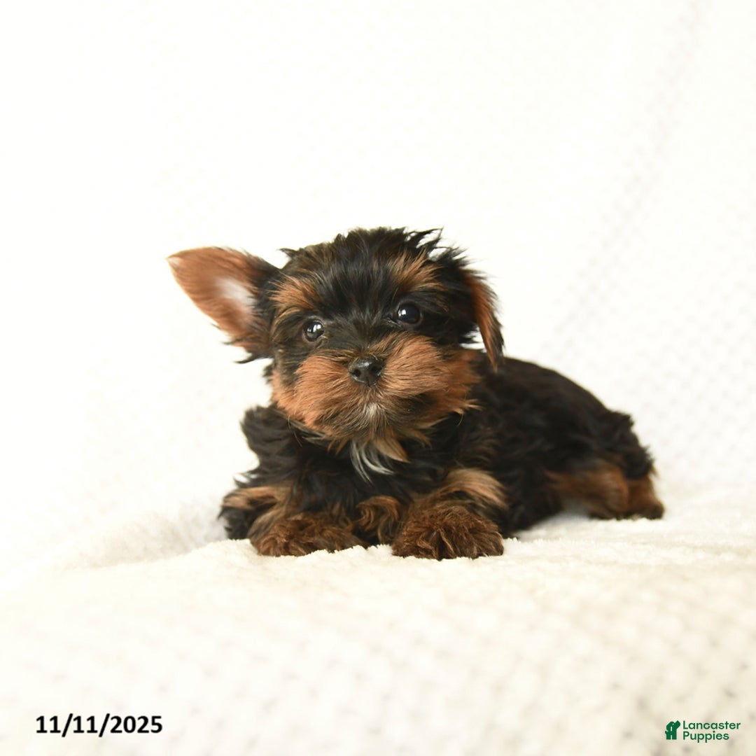 Yorkshire Terrier dogs for sale: Kyler - Ad 3
