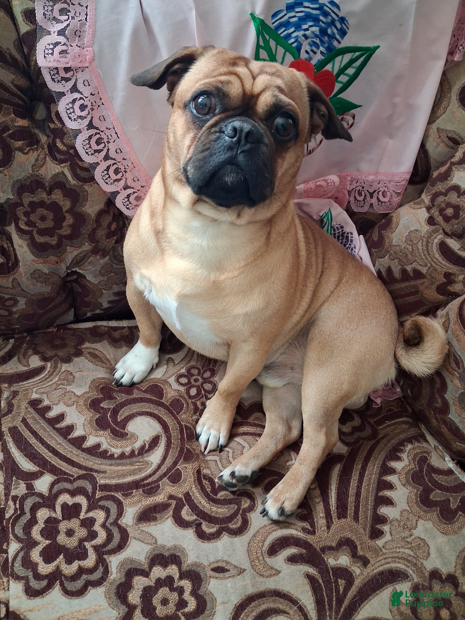 Pug dogs Pug Puppy 1 - Ad 3