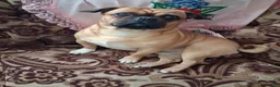 Pug dogs for sale: Pug Puppy 1 - Ad 1