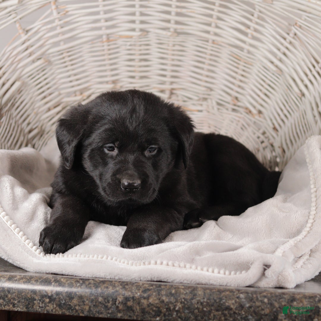 Mixed Breed dogs for sale: Charlotte - Ad 3