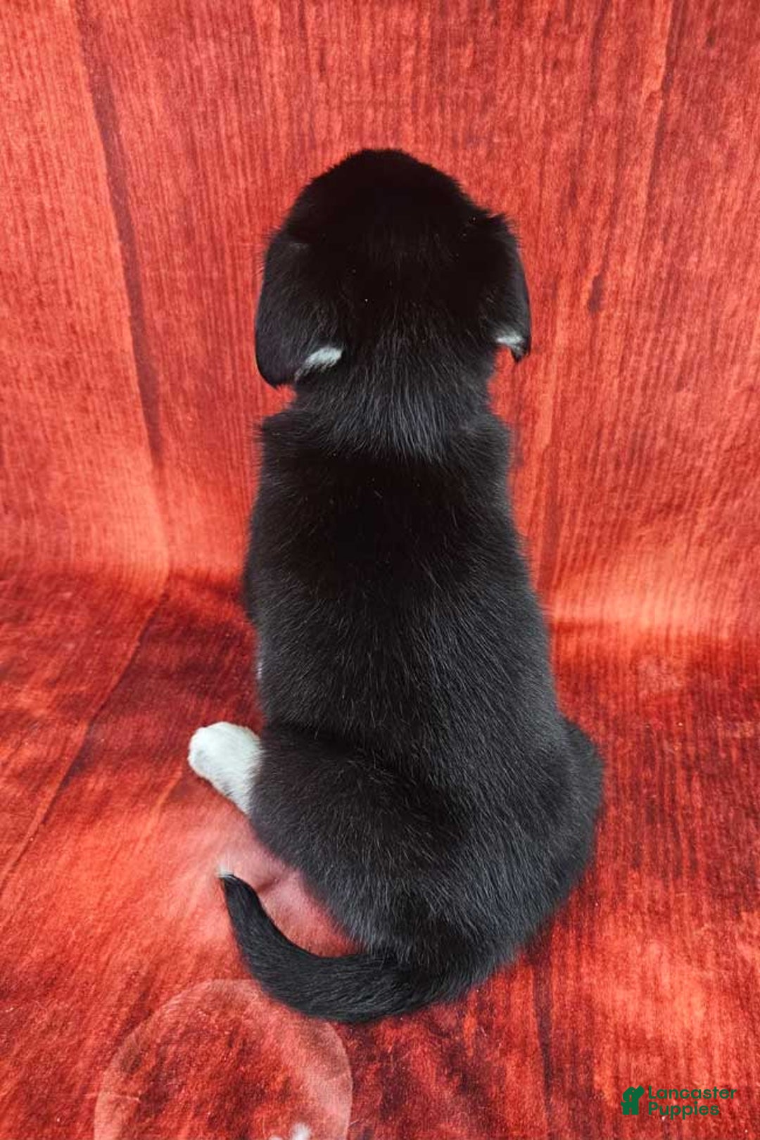 Goberian dogs for sale: Davinci - Ad 4