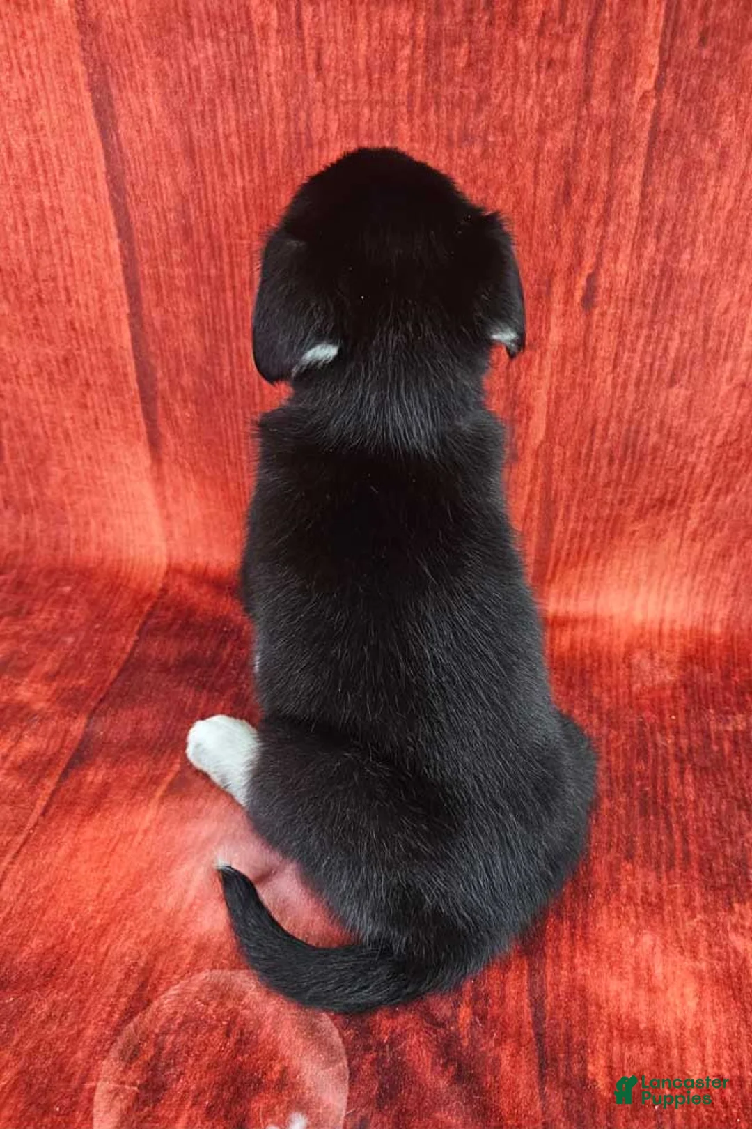 Goberian dogs for sale: Davinci - Ad 4