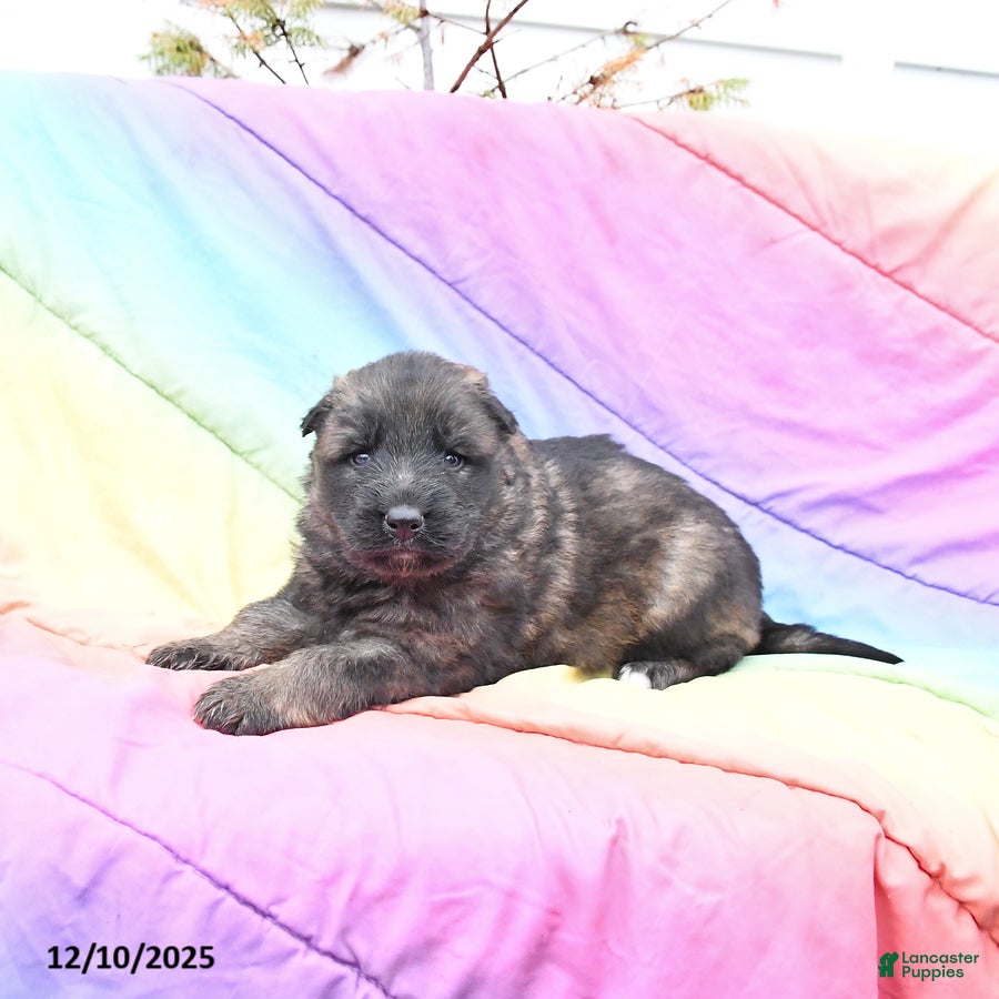 German Shepherd dogs Lucky - Ad 38