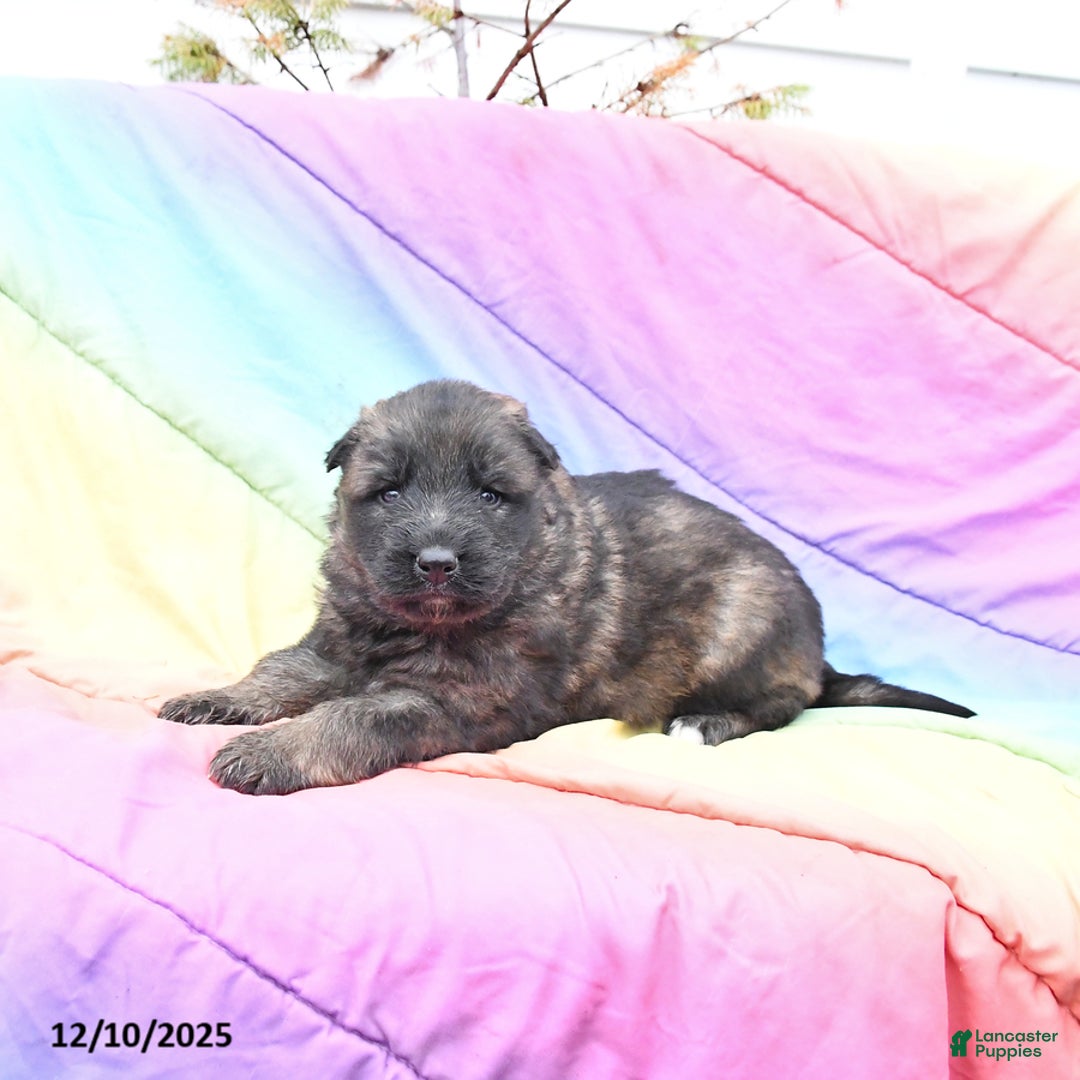 German Shepherd dogs for sale: Lucky - Ad 1