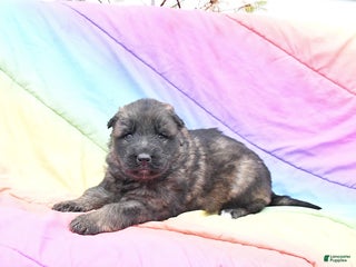 German Shepherd dogs Lucky - Ad 20