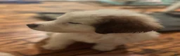 Mixed Breed dogs for sale: Mixed Breed 2 - Ad 4