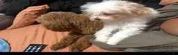 Toy Poodle dogs for sale: Toy Poodle 1 - Ad 4