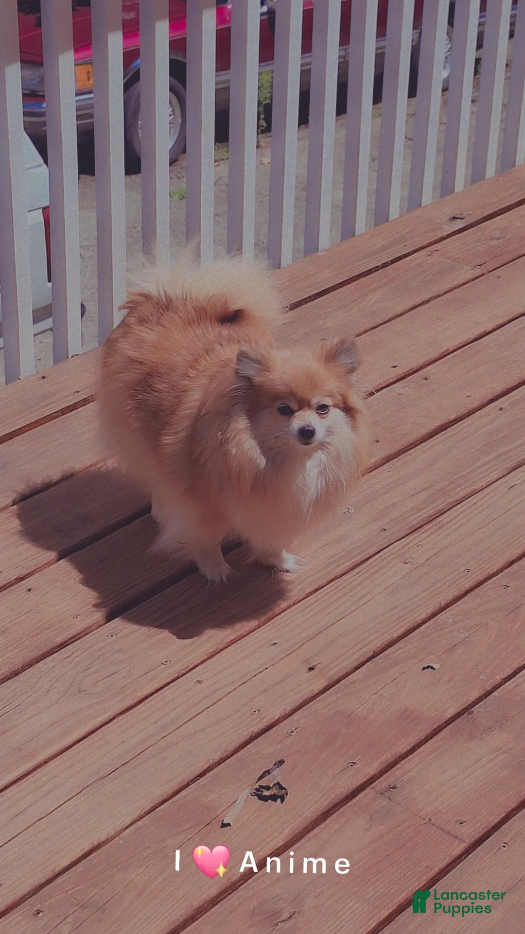 Pomeranian dogs for sale: Pomeranian Puppy 1 - Ad 3