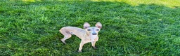 Italian Greyhound dogs for sale: Italian Greyhound Puppy 3 - Ad 4