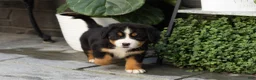 Bernese Mountain Dog dogs for sale: Maddie - Ad 4