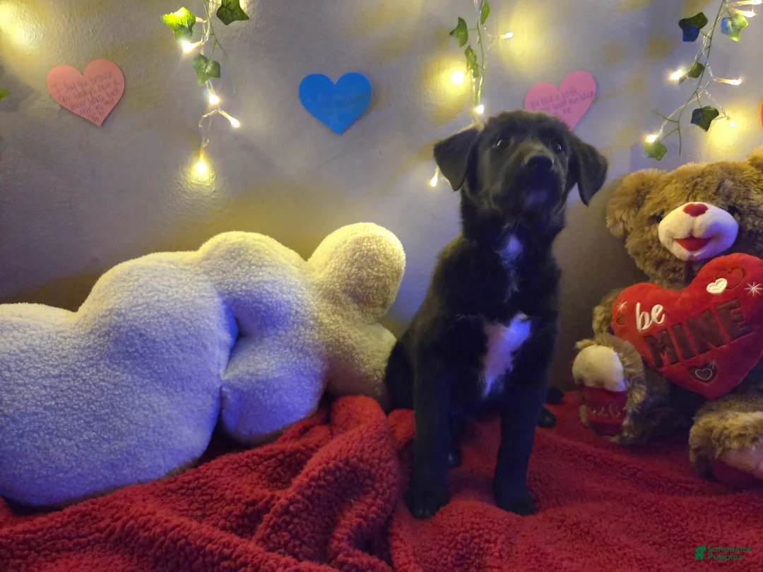 Mixed Breed dogs for sale: Little Red  - Ad 4