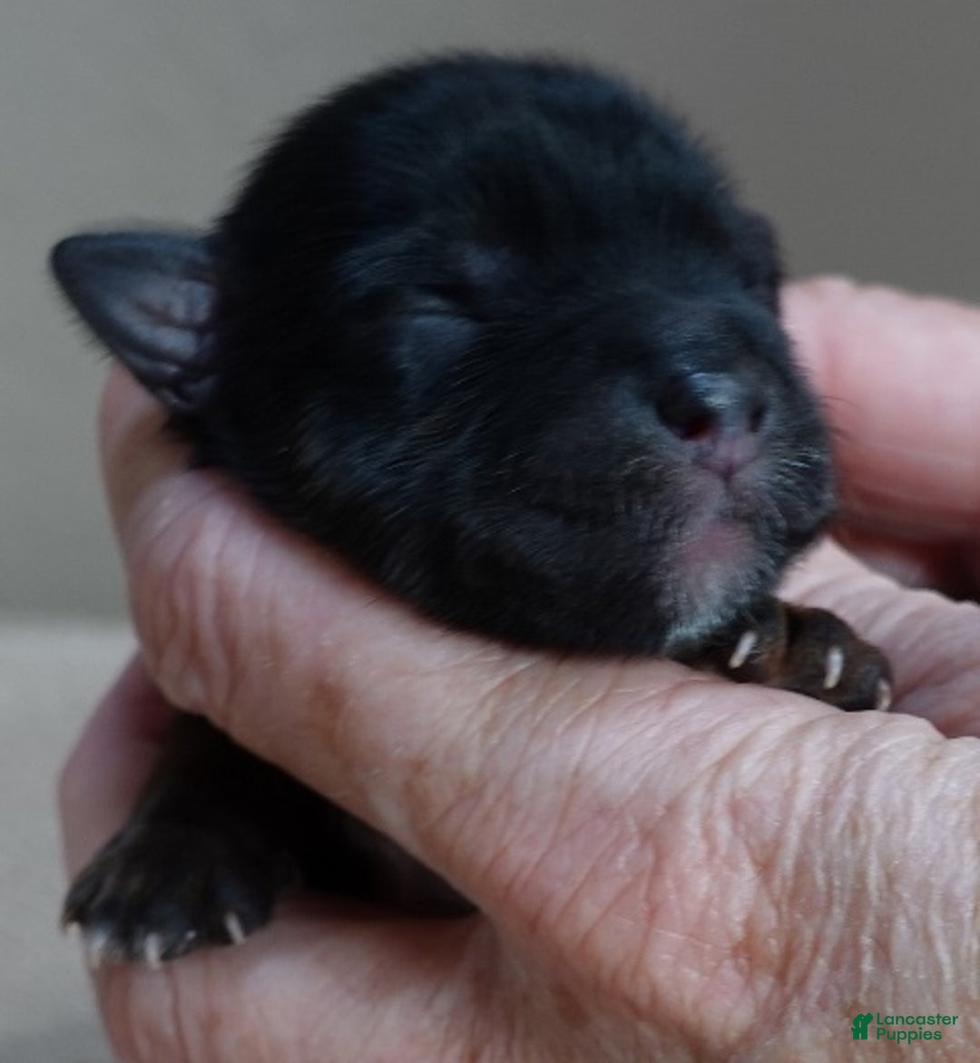 Yorkshire Terrier dogs for sale: Cairo black face - Ad 1